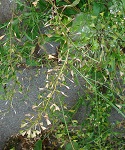 Foto: Regina F. Rau - Gundermann - Glechoma hederaceum