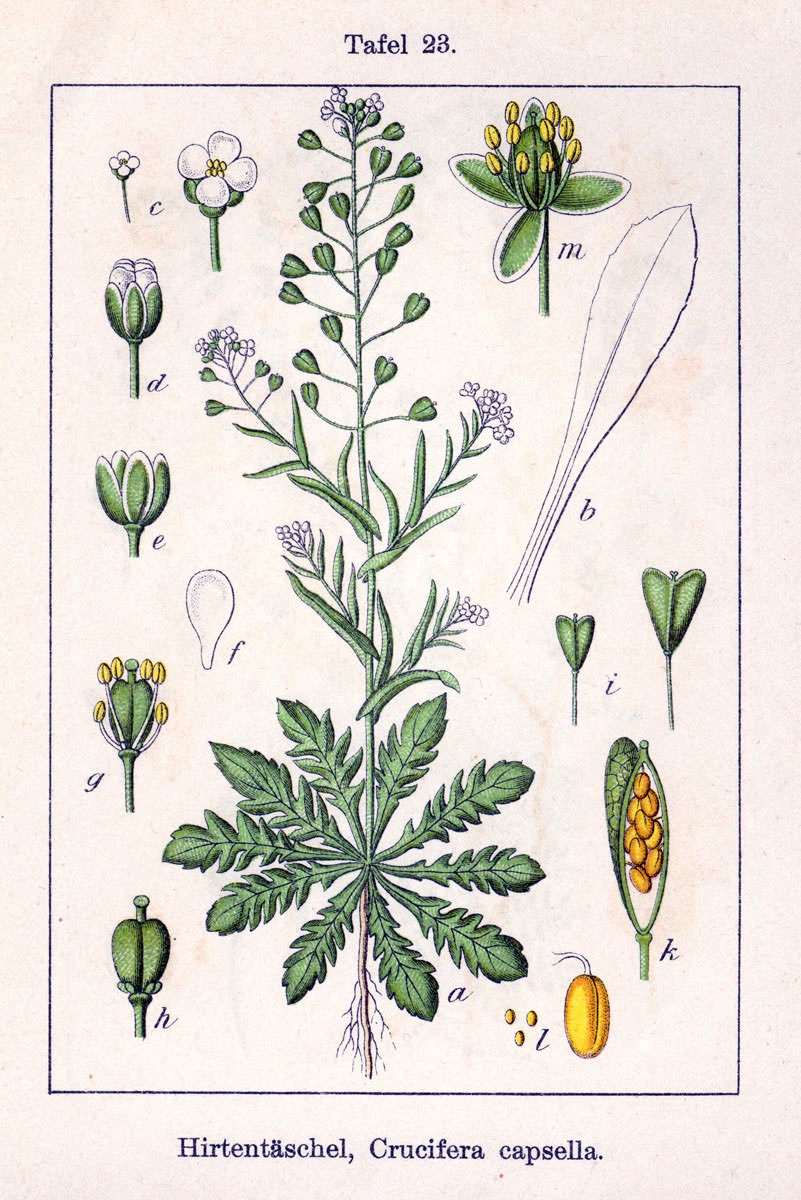 Abb.: Jakob Sturm - Hirtentäschelkraut - Capsella bursa pastoris