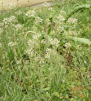 Foto: Regina F. Rau - Hirtentäschelkraut - Capsella bursa-pastoris