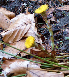 Foto: Regina F. Rau - Huflattich - Tussilago farfara