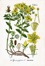 Abb.: Jakob Sturm - Johanniskraut, Tüpfelhartheu - Hypericum perforatum