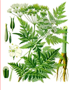 Abb.: Jakob Sturm - Kerbel, Wiesenkerbel - Anthriscus sylvestris