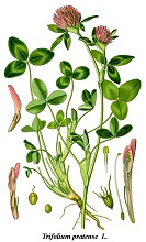 Abb.: Jakob Sturm - Rotklee - Trifolium 