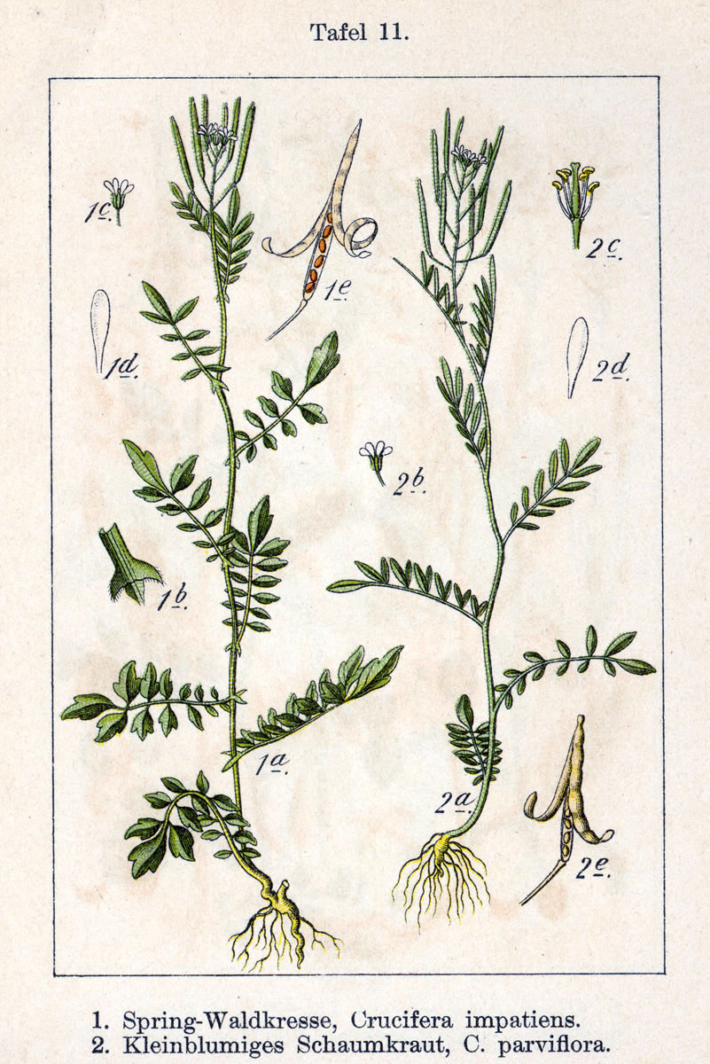 Abbildung: Jakob Sturm - Grasblättrige Kresse - Crucifera gramnifolia