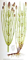 Sumpfschachtelhalm - Equisetum palustre 