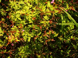 Regina F. Rau: Storchenschnabel - Ruprechtskraut -  Geranium roberatium