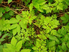 Regina F. Rau: Storchenschnabel - Ruprechtskraut -  Geranium roberatium