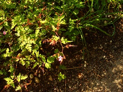 Regina F. Rau: Storchenschnabel - Ruprechtskraut -  Geranium roberatium