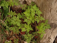 Regina F. Rau: Storchenschnabel - Ruprechtskraut -  Geranium roberatium