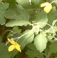 Schoellkraut