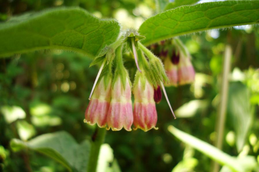 Foto: Regina Franziska Rau - Beinwellblüte rosa