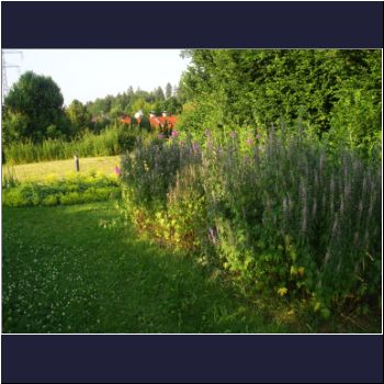 Bad-Heilbrunn - Kraeuter-Park