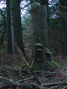 R.Rau Gumpenjoechl