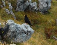 2014-09-17_Klammspitze_R_R_(439)b.JPG