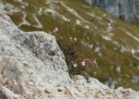 2014-09-17_Klammspitze_R_R_(489)b.JPG