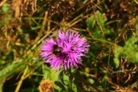 2014-09-17_Klammspitze_R_R_(580).JPG
