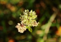 2014-09-27_Kramerspitz_(252)b.JPG