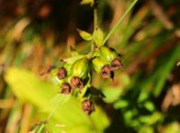 2014-09-27_Kramerspitz_(314)b.JPG