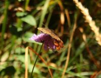 2014-09-27_Kramerspitz_(321)b.JPG