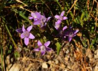 2014-09-27_Kramerspitz_(454)b.JPG