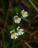 2014-08-23_Herzogstand_(350)b.JPG