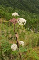 2014-08-23_Herzogstand_(600).JPG