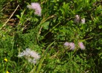 2015-06-11_Herzogstand_(129)b.JPG