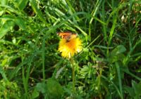 2015-06-11_Herzogstand_(130)b.JPG