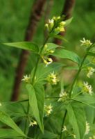 2015-06-11_Herzogstand_(338)b.JPG