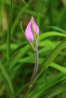 2015-06-11_Herzogstand_(339)b.JPG