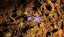 2015-12-29_Hirschhoerndl_(167)b.JPG