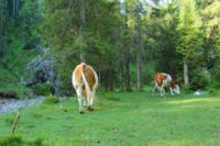 2014-07-19_Gumpenbad_(574).JPG