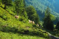 2014-07-19_Gumpenbad_(591).JPG