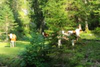2014-07-19_Gumpenbad_(607).JPG