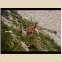 2017-08-19_6Bins_(123)LamsSteig.JPG