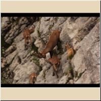 2017-08-19_6Bins_(123)LamsSteig.JPG