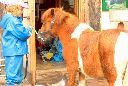 2017-08-19_1Bins_(114)1_Pony.JPG