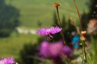 2015-08-11_Drijaggen-Binsalm_(120).JPG