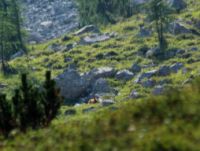 2015-08-12_Bins-Lamsenjoch_(230)b.JPG