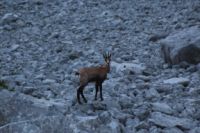 2015-08-12_Bins-Lamsenjoch_(244).JPG
