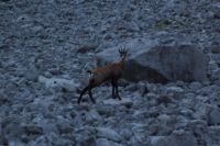 2015-08-12_Bins-Lamsenjoch_(248).JPG
