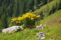 2015-08-12_Bins-Lamsenjoch_(386).JPG