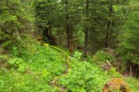 2015-06-15_Faule-Eng_(841)b.JPG
