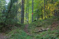 2015-10-03_Graskoepfel_(130b).JPG