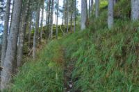 2015-10-03_Graskoepfel_(155).JPG