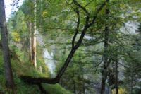 2015-10-03_Graskoepfel_(158).JPG