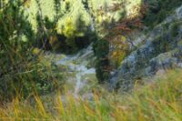 2015-10-03_Graskoepfel_(330).JPG