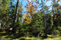 2015-10-03_Graskoepfel_(362).JPG