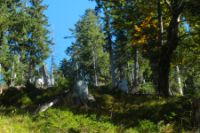 2015-10-03_Graskoepfel_(413).JPG