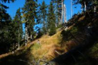 2015-10-03_Graskoepfel_(418).JPG